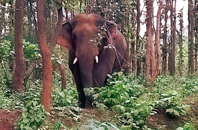 दंतैल हाथी(Dental Elephant) के हमले से 2 लोगों की मौत, मृतक में एक फॉरेस्ट गार्ड(Forest Guard) और एक ग्रामीण घटना की जानकारी लेने पहुंचे फॉरेस्ट गार्ड को भी दंतैल हाथी ने पटक कर मार डाला पढ़िए पूरी खबर....