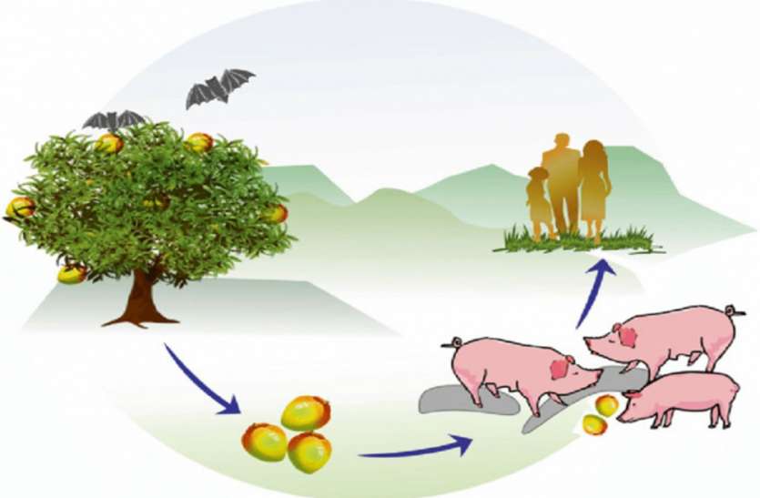 careful Stay away from the pigs, Eat fruit by examining Nipah virus : सावधान! सूअरों से रहें दूर, देखकर खाएं फल