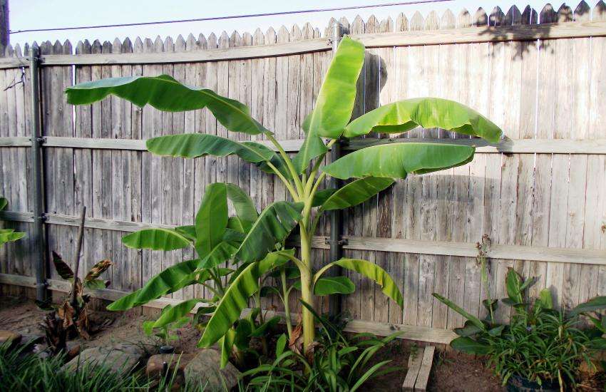 banana tree