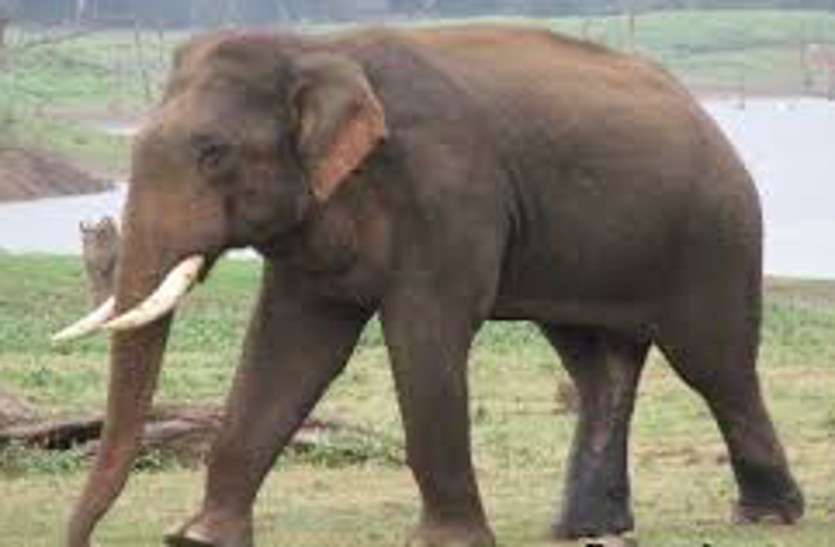 Elephant Attack हाथियों का आतंक: दंतैल ने दो ऊंट और बकरी को पटककर मार डाला, दहशत में लोग