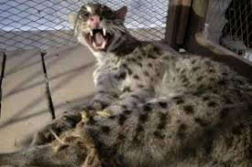 FISHING CAT