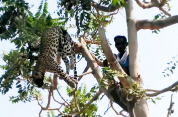 Leopard: Dead Leopard Found Hanged On Electric Pole In Gurugram हाईवोल्टेज तारों पर लटका मिला तेंदुआ, करंट लगने से मौत
