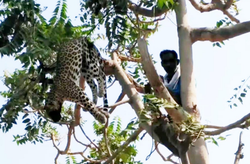 Leopard हाईवोल्टेज तारों पर लटका मिला तेंदुआ, करंट लगने से मौत