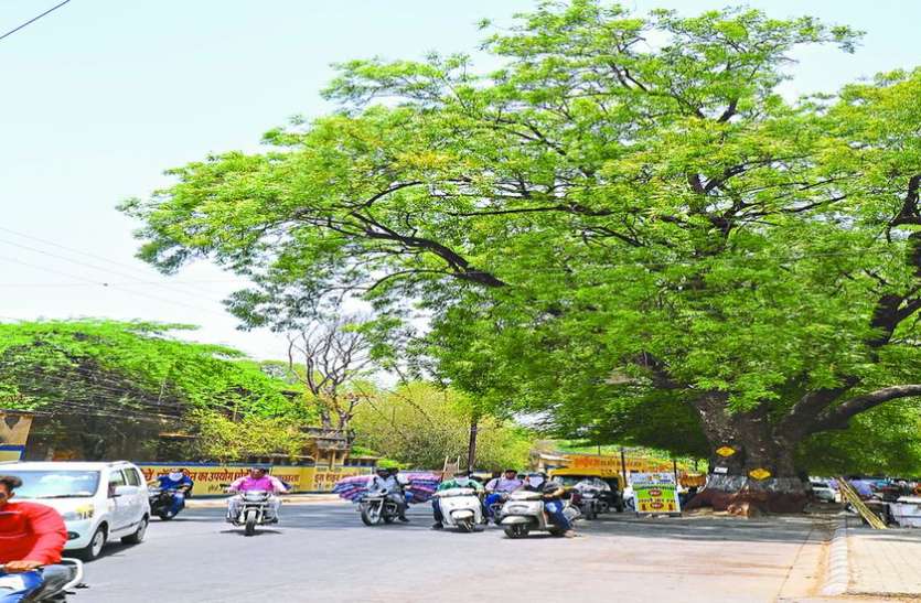 indore सड़क निर्माण टेंडर के साथ अब दोनों किनारों पर पौधे लगाने का प्रावधान