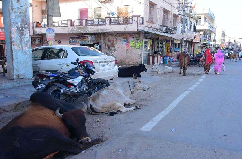 Cows gang to catch cattle किशनगढ़ के बाजारों से मवेशियों को पकड़ेगी गाय गैंग