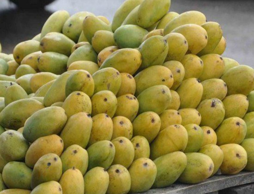 Dasheri Mango Prices Latest News - 21 दिन ही ले सकेंगे दशहरी आम का स्वाद,  जानिये बड़ा कारण | Patrika News