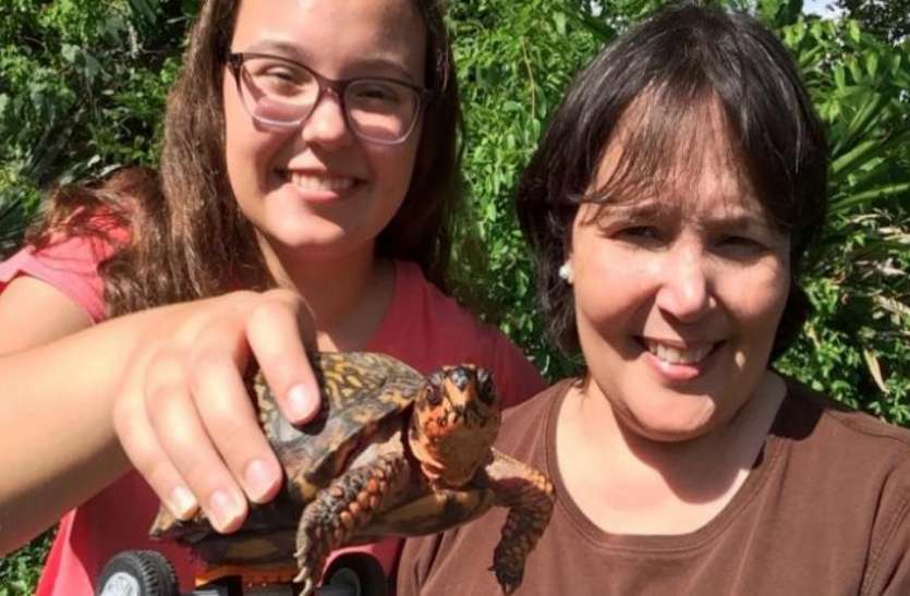 tortoise कछुए के नहीं थे पैर, डॉक्टरों ने पहिए लगाकर बनाया उसे फिट