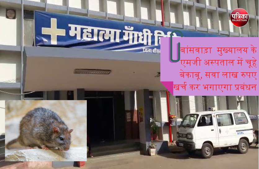 banswara बांसवाड़ा : जिला मुख्यालय के एमजी अस्पताल में चूहे बेकाबू, सवा लाख रुपए खर्च कर चूहे भगाएगा प्रबंधन