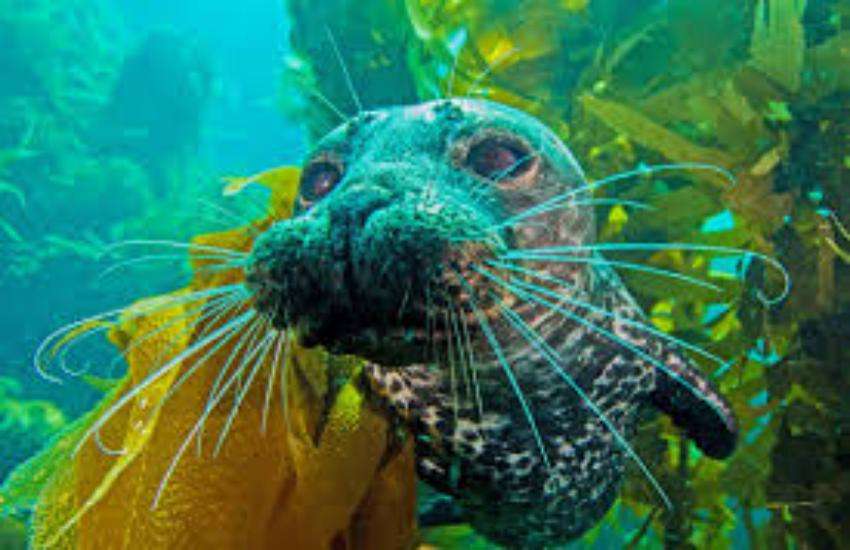 seal