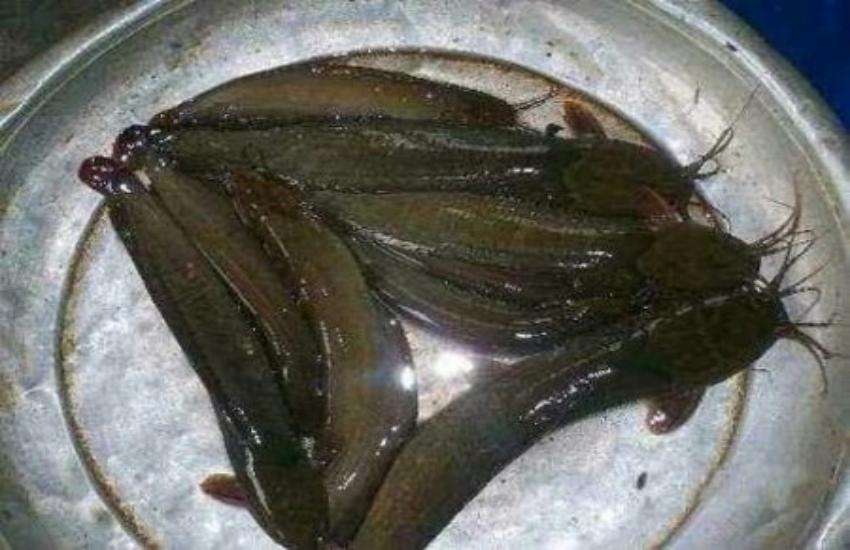 fish