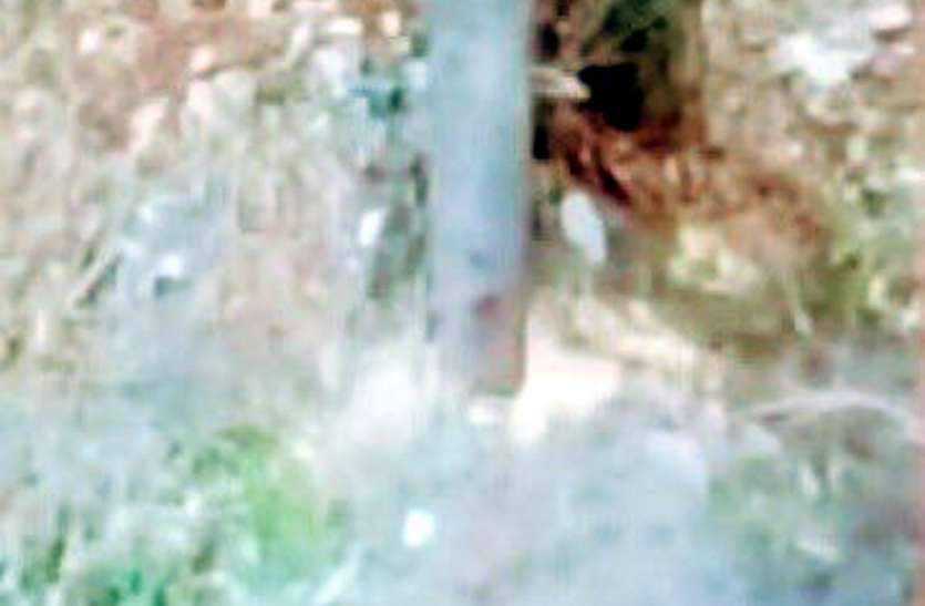 Sandalwood tree stolen from Judge bungalow in maihar न्यायिक मजिस्ट्रेट के बंगले से चंदन का पेड़ काट ले गए चोर, वारदात की बात सुनते ही फूले पुलिस के हाथ-पैर