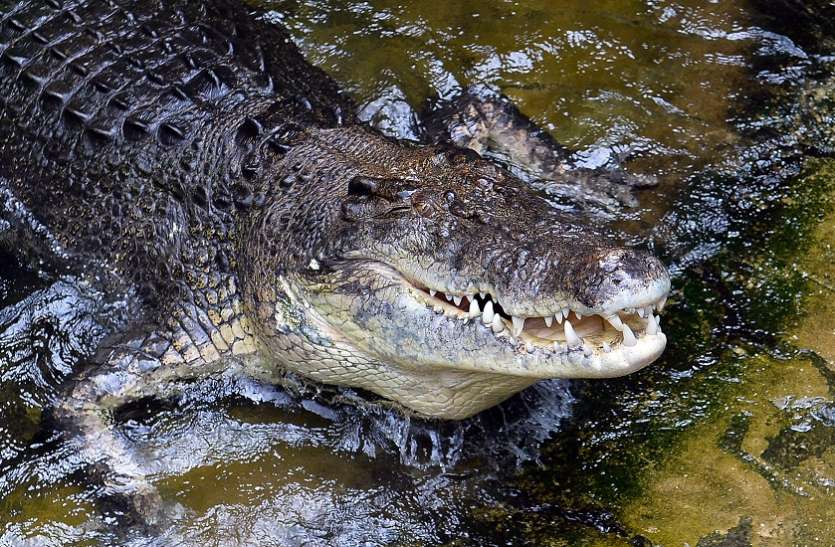 Experts says Crocodile attacks can increase from Global Warming ग्लोबल वार्मिंग से बेचैन मगरमच्छ बढ़ रहे हैं रिहायशी इलाकों की ओर, विशेषज्ञ जता रहे चिंता