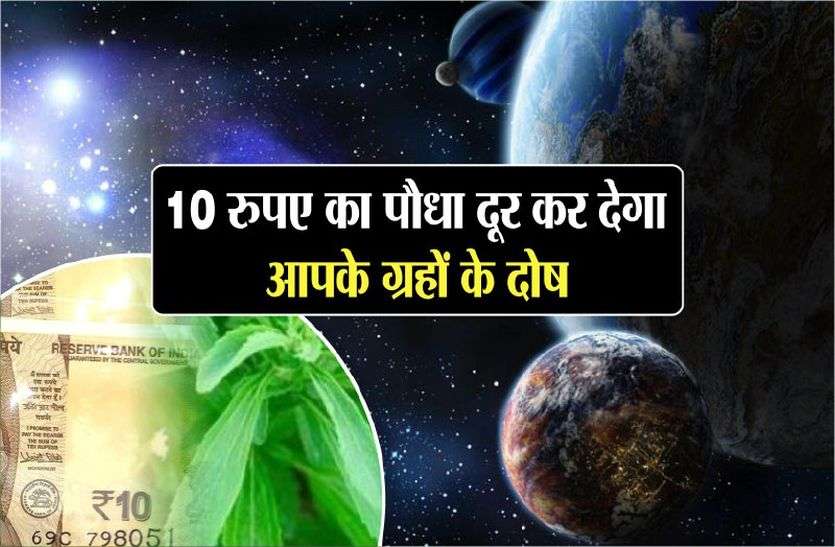 mp forest department सिर्फ दस रुपए कीमत का एक पौधा दूर करेगा आपके ग्रह के दोष दूर