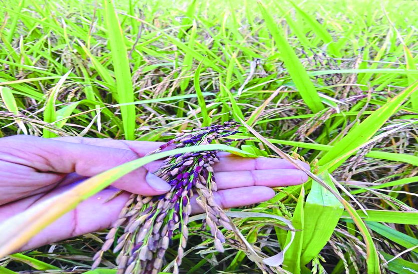 balod patrika कृषि भूमि की उर्वरा शक्ति बढ़ाने यहां एक हजार किसान करेंगे जैविक खेती