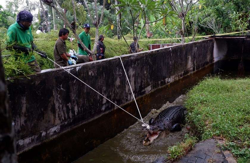 Crocodile attacks can increase