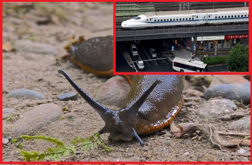 a slug caused railway chaos in japan एक कीड़े की वजह से रुक गईं दर्जनों ट्रेनें, जानें 12 हज़ार यात्रियों के साथ क्या हुआ