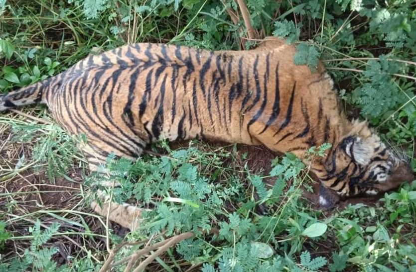 Three years of tigers survived in Sanjay Tiger Reserves संजय टाइगर रिजर्व में तीन वर्ष से रुकी बाघों की वंशवृद्धि, जानिए क्या कह रहा प्रबंधन?