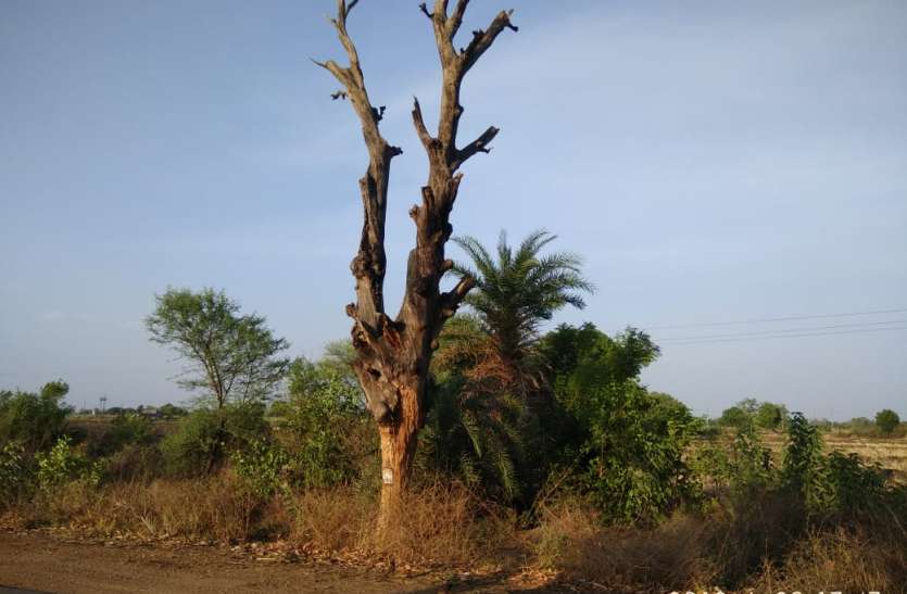 The giant trees on the verge of breaking, the indignation of the villagers with the fall of indiscriminate trees टूटने की कगार पर विशालकाय वृक्ष, अंधाधुंध हो रही वृक्षों की कटाई से ग्रामीणों में आक्रोश