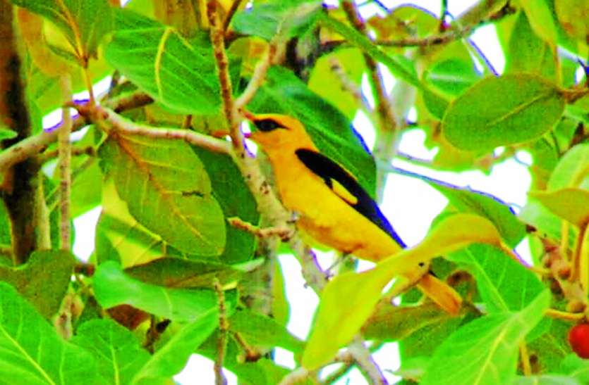 cuckoo birds पक्षियों की अजब-गजब दुनिया:मानसून लेकर अफ्रीका से कोटा आए विदेशी मेहमान, मुकुंदरा में डाला डेरा