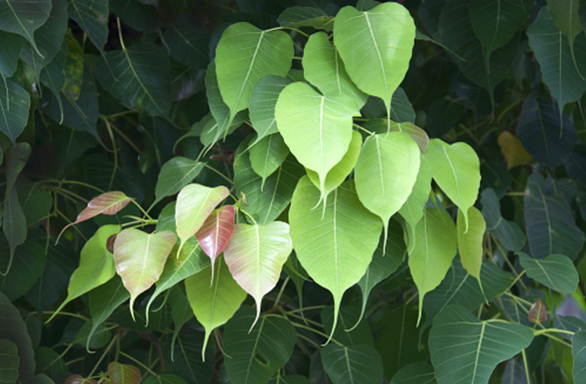 peepal tree दिल को बीमारियों से बचाते हैं पीपल के ताजे पत्ते