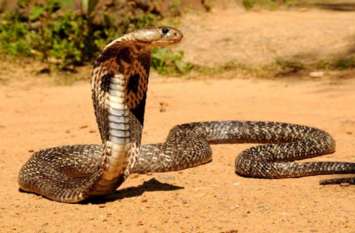 Expert, all snakes are not toxic बता रहे हैं एक्सपर्ट, सभी सर्प नहीं होते विषैले