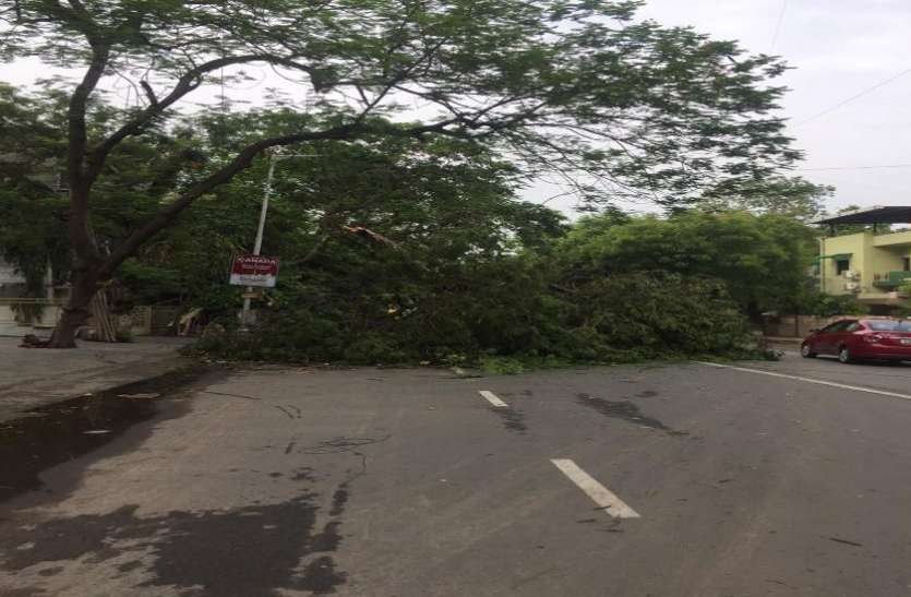 183 trees broke down in an hour in the city शहर में एक घंटे में ही उखड़ गए 183 वृक्ष
