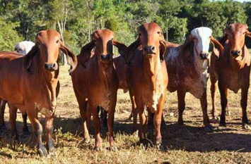 Gaushala: Land clearance not found at four places गौशाला:चार स्थानों पर नहीं मिला जमीन का क्लीयरेंस