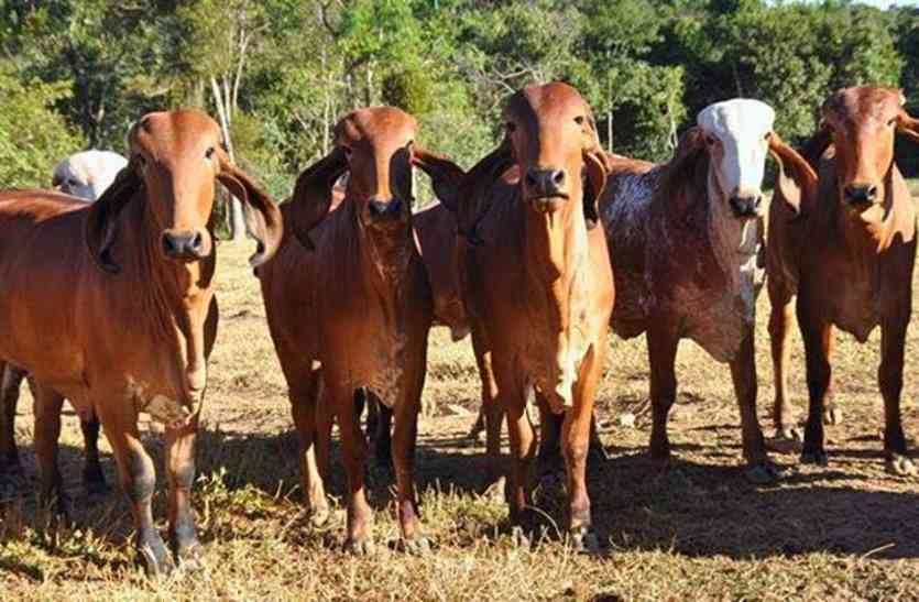 govansh गौशाला:चार स्थानों पर नहीं मिला जमीन का क्लीयरेंस