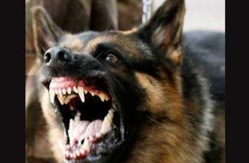 anti rabies vaccine is available in hospital for dog bite victim अगर कुत्ते ने काट लिया है तो भगवान भरोसे है आपकी जान, नहीं है एंटी रैबीज वैक्सीन