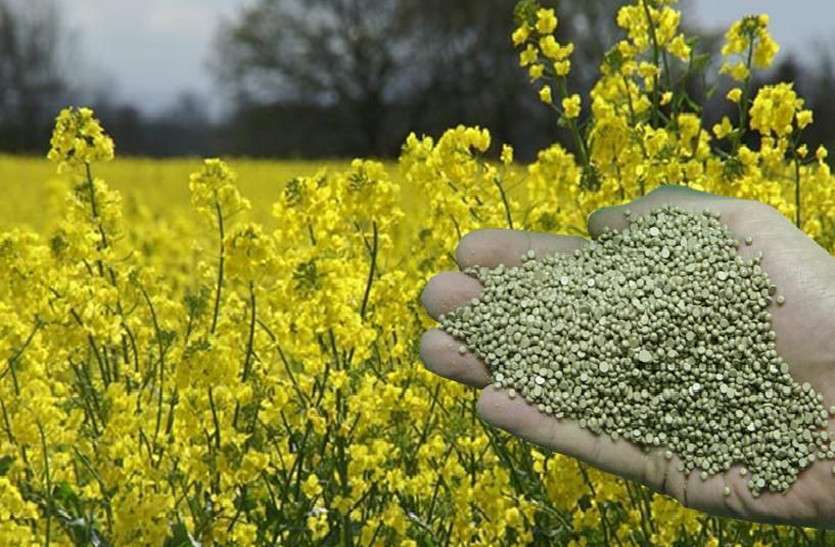 Increase oilseeds खाने के तेलों का आयत रुकना चाहिए, तिलहन पैदावार पर सरकार का फोकस : PM मोदी