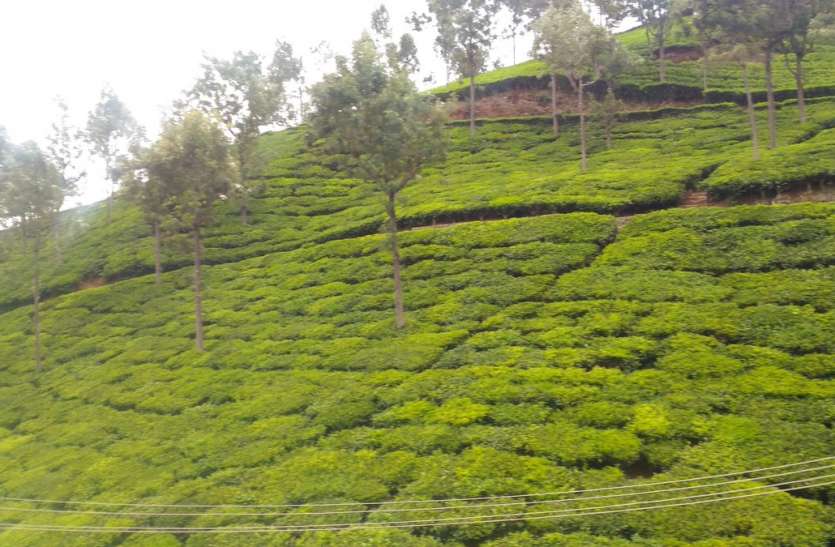 ooty Temp आखिर क्यों बढ़ रही है दक्षिण के हिल स्टेशन ऊटी में गर्मी? जानिए ...
