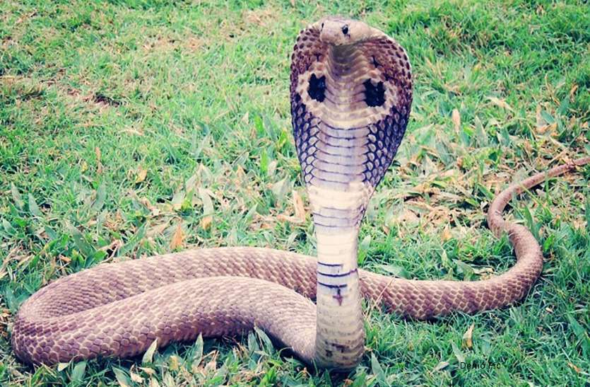 Snake Bite: child died after snake bite in khandwa MP चार बहनों के इकलौते भाई को सर्प ने डसा, फिर ये हुआ