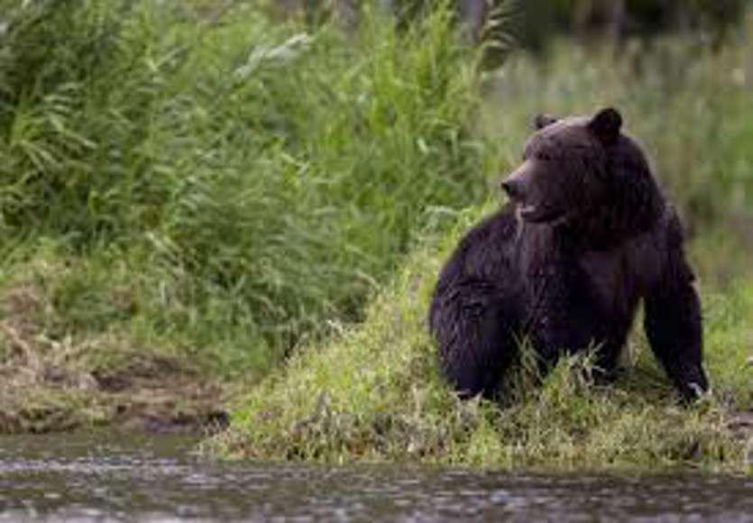 Bear