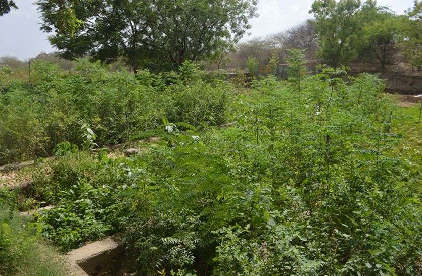Plants to be sold in Kishangarh किशनगढ़ में एक जुलाई से बिक्री होंगे पौधे