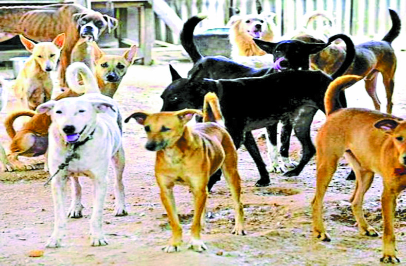 Dogs Attack On Children Chhattisgarh शहर म बढ रह आव र क त त क स ख य म स म बच च पर कर रह हमल Patrika News