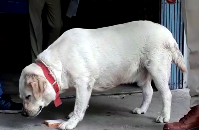 policeman caring dog