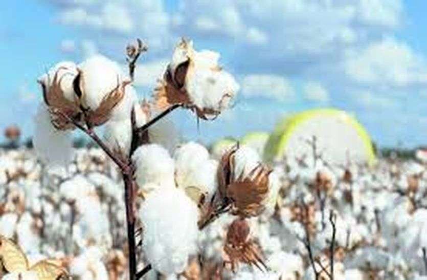Increased trend among farmers about Bt cotton in bhilwara बीटी कपास को लेकर किसानों में बढ़ा रूझान