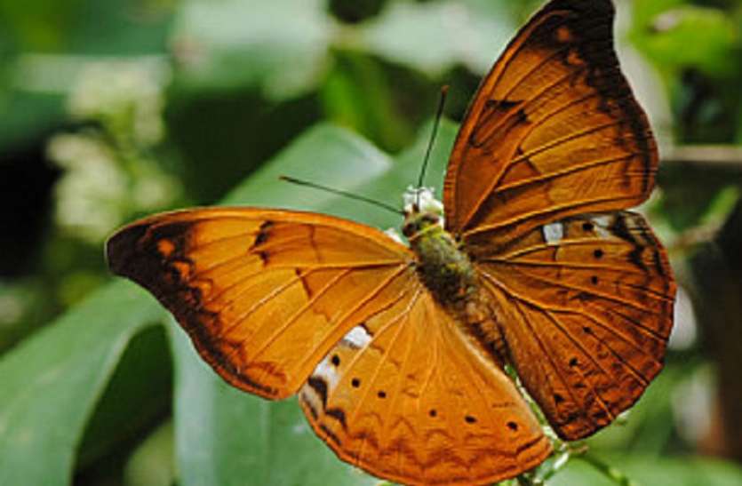 Tamil Yeoman Tamil Nadu s State Butterfly 