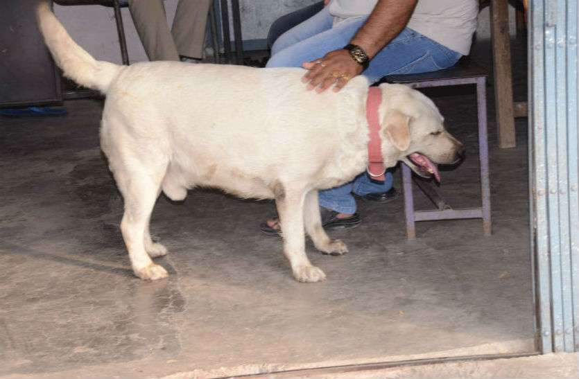 policeman caring dog