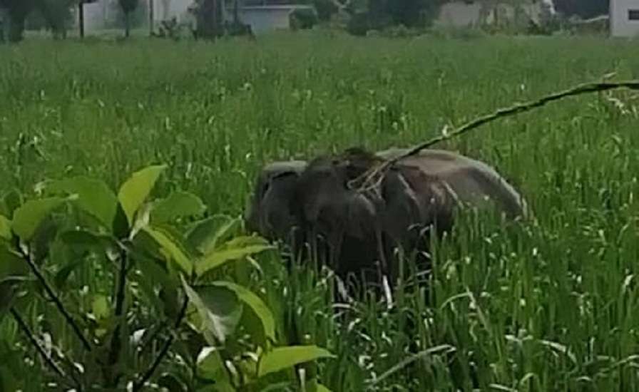 rampur
