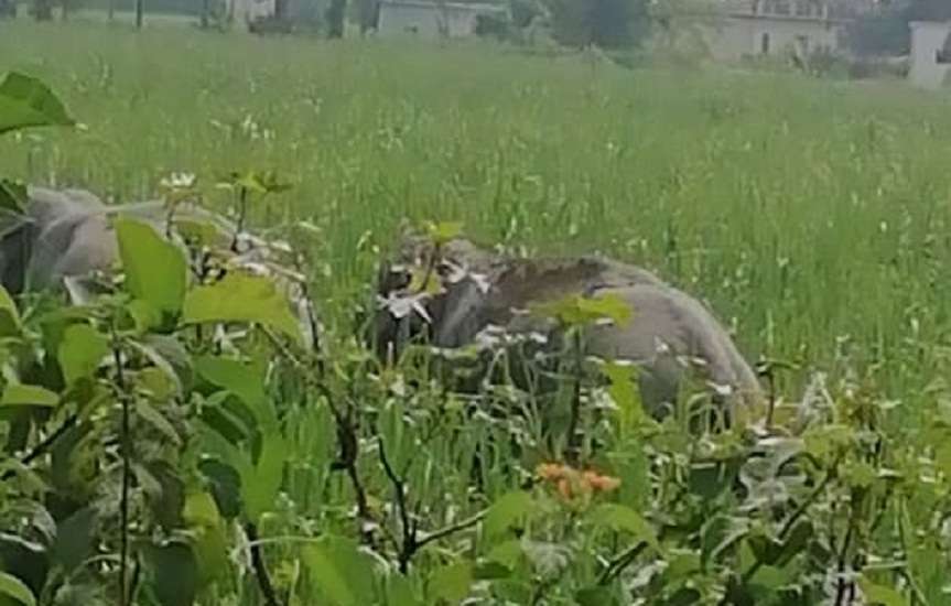 rampur