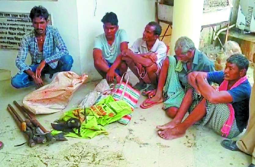 cow slaughter