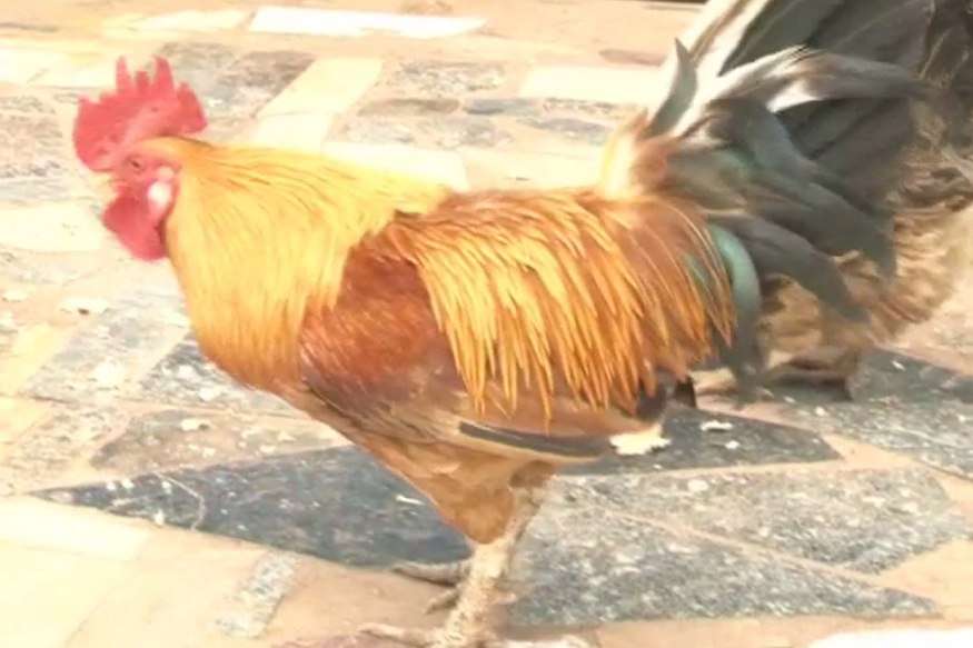 two man killed five cocks