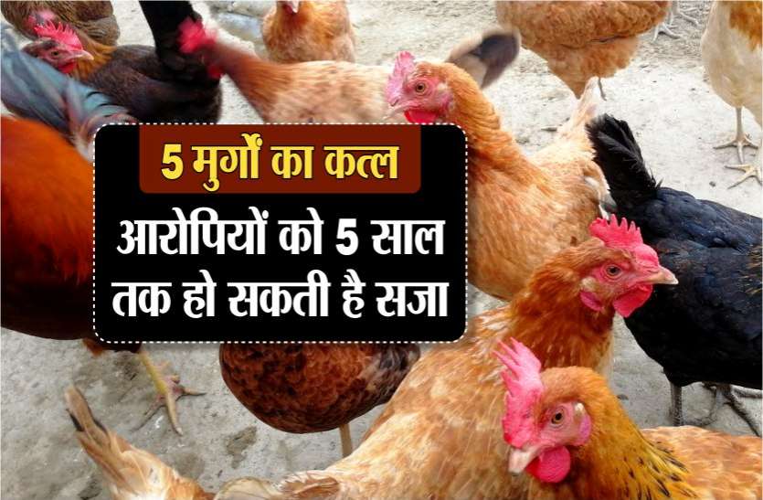 two man killed five cocks फ्री में नहीं मिला देसी चिकन, तो पड़ोसी ने मारे पांच मुर्गे, मालकिन ने दर्ज कराया केस
