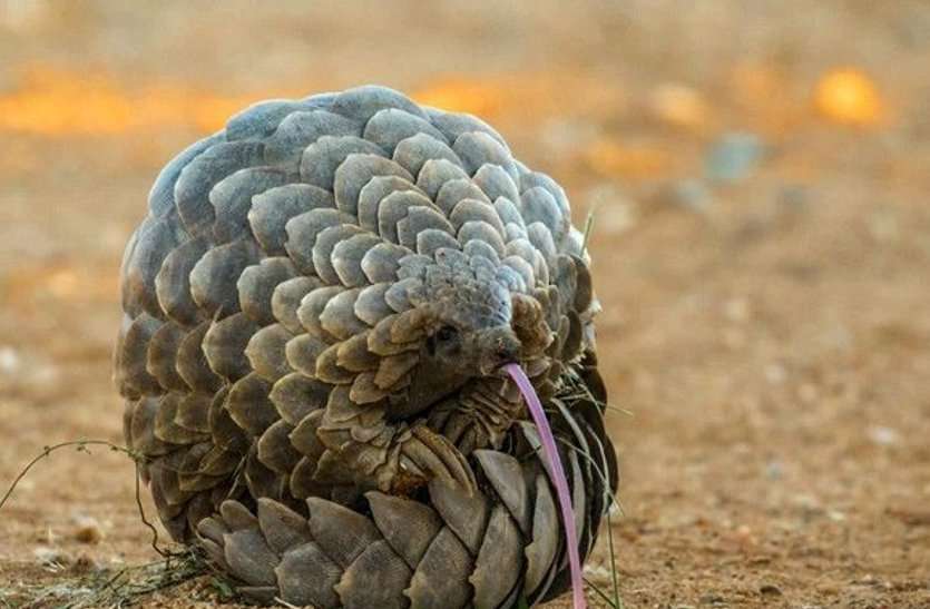 wild animal शिकारी ने पकड़ा 50 लाख कीमत का जंगली जीव, वन विभाग ने पकड़ा गिरोह