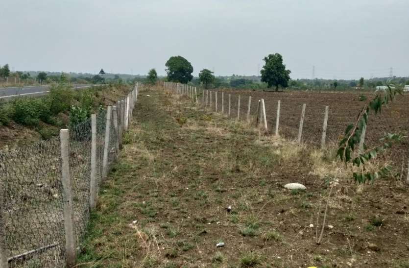 chhindwara कागज में नहीं साहब, हकीकत में बढ़ाइए पेड़ों का कारवां