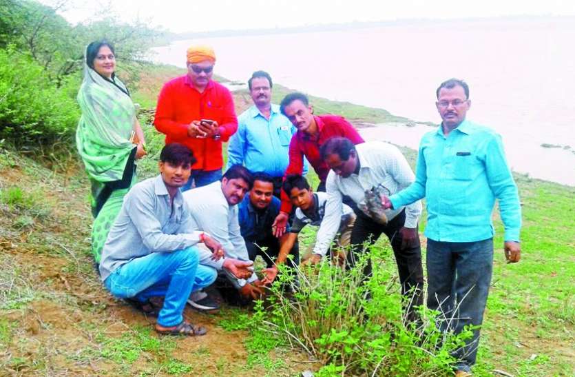 sohagpur the seedlings were 2.67 lakh plants यहां रोपे थे 2.67 लाख पौधे, अब हैं यह हालात