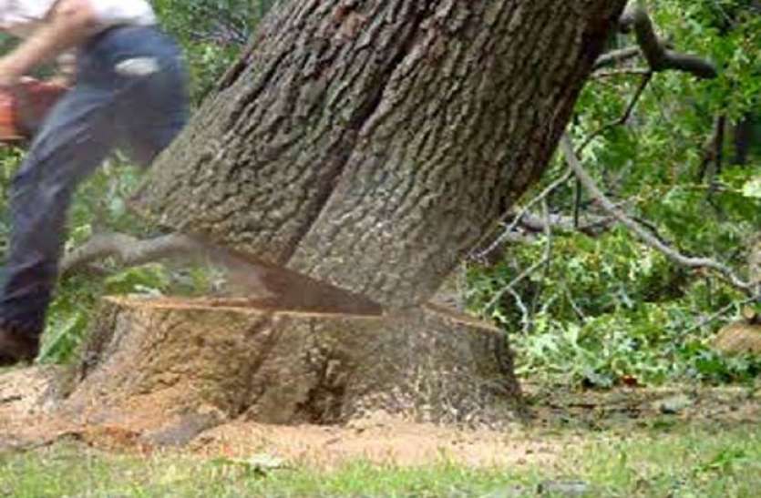 tree cutting पेड़ काटने का विरोध करने पर पड़े लाठी और डंडे, महिलाओं का किया ये हाल