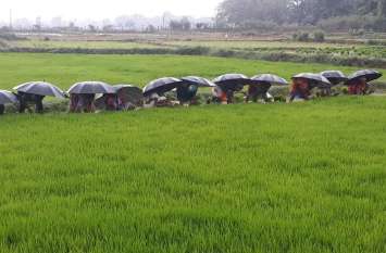 Farmers engaged in farming with knock of monsoon in chhattisgarh Weather : मानसून के दस्तक के साथ ही खेती-किसानी में जुटे किसान, Photo देख हो जाएगा दिल खुश
