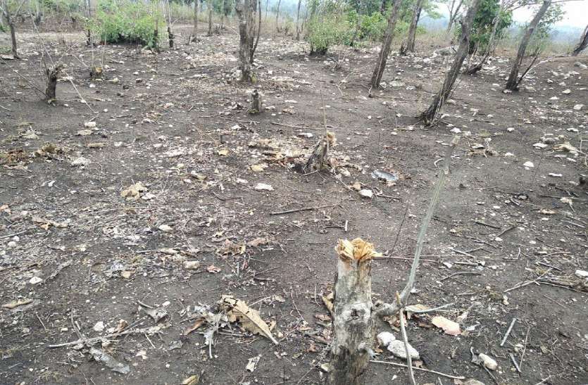 सागौन के पेड़ों पर धड़ल्ले से चल रही कुल्हाड़ी सागौन के पेड़ों पर धड़ल्ले से चल रही कुल्हाड़ी
